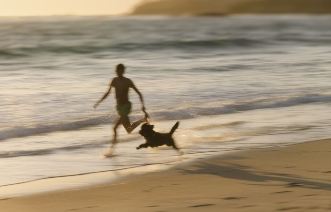 If Our Dogs Had Pinterest Boards: The Summer Edit