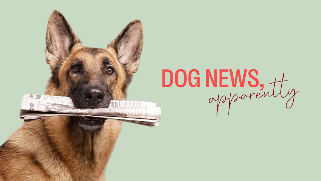 Dog news, apparently
