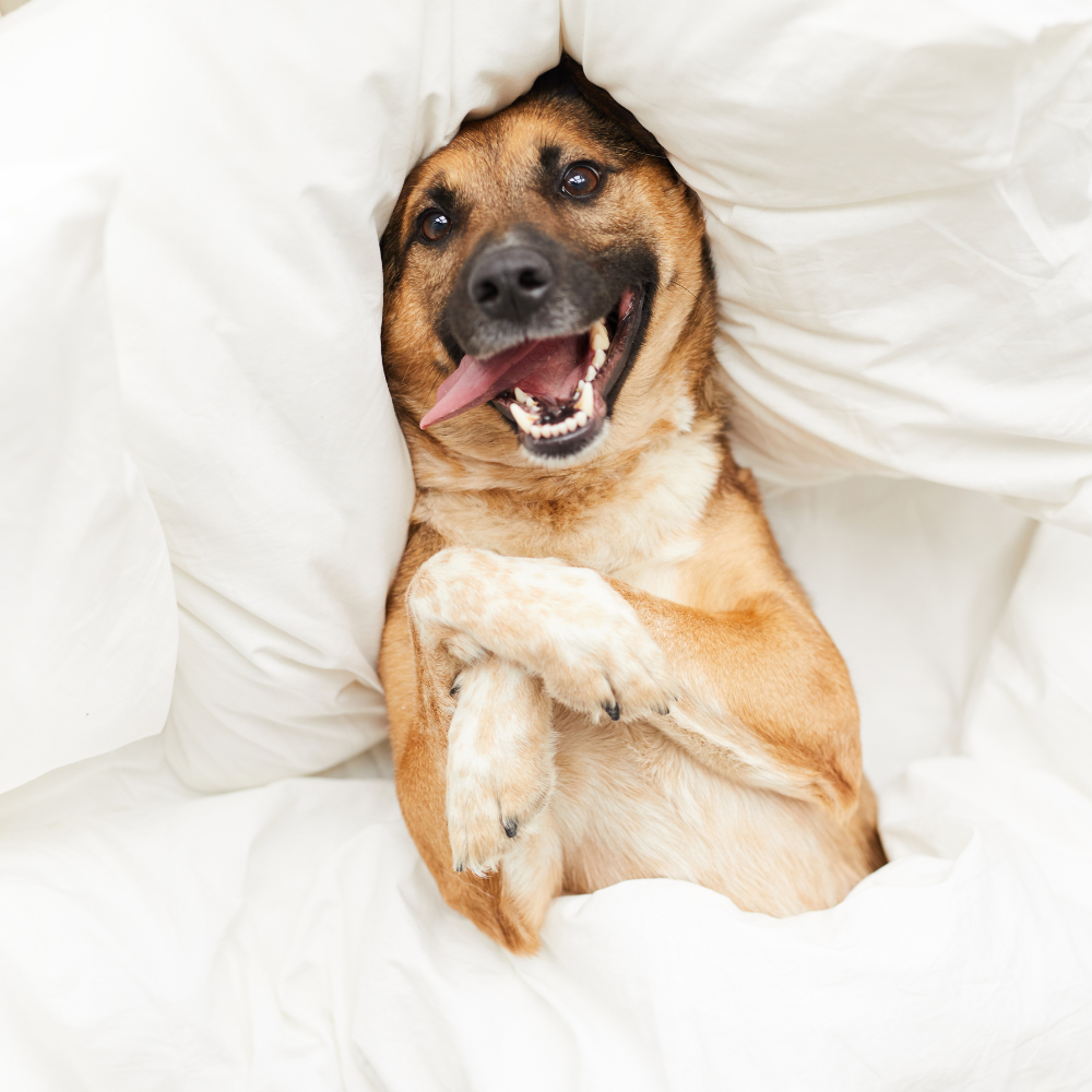 Pet Beds