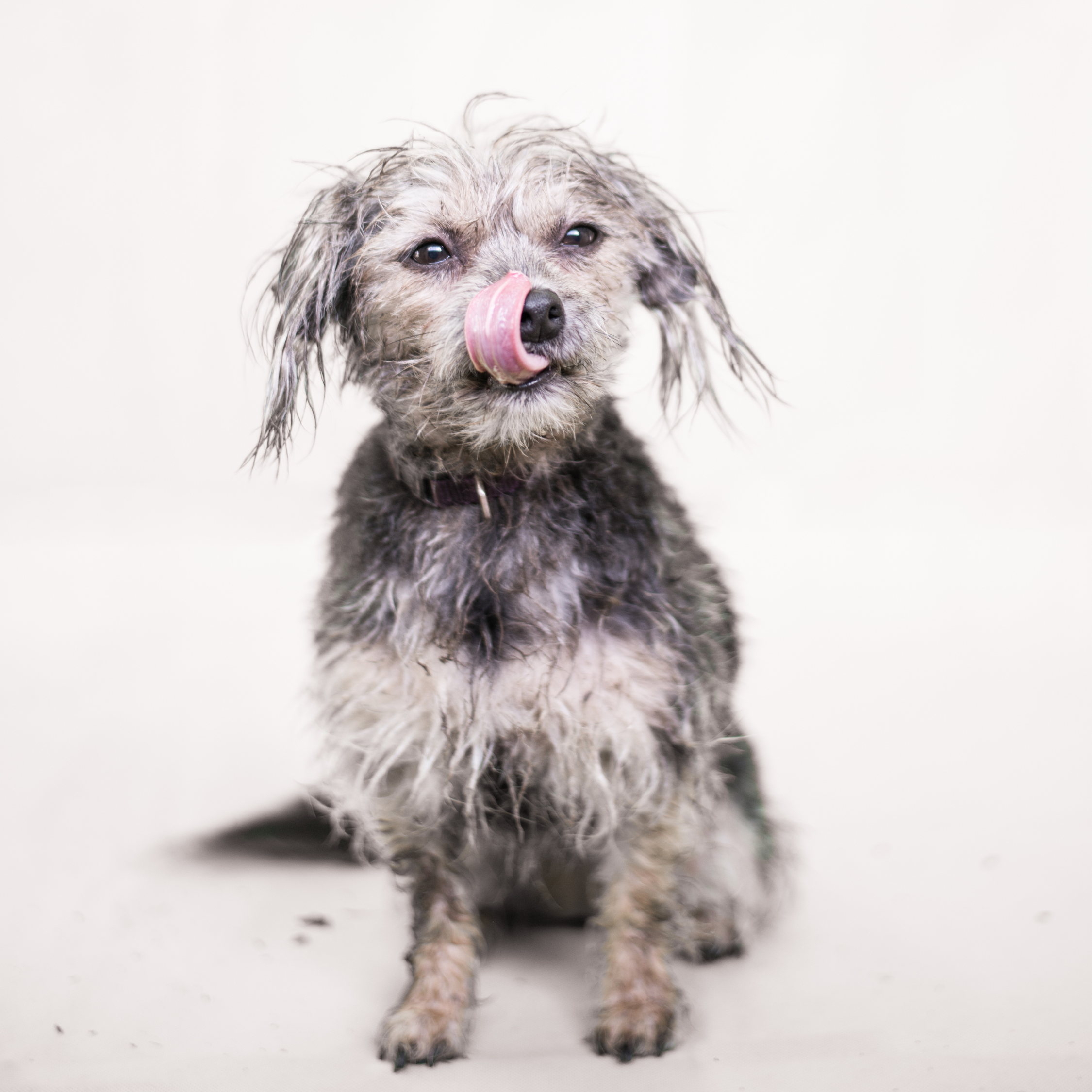 Pet Shampoo