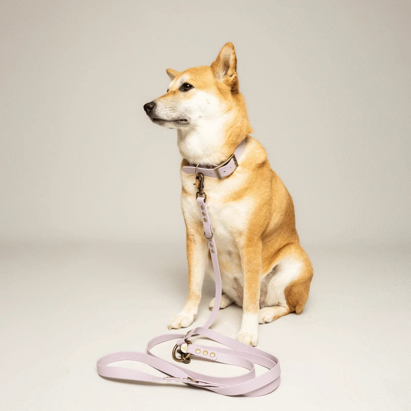 Collars & Leads