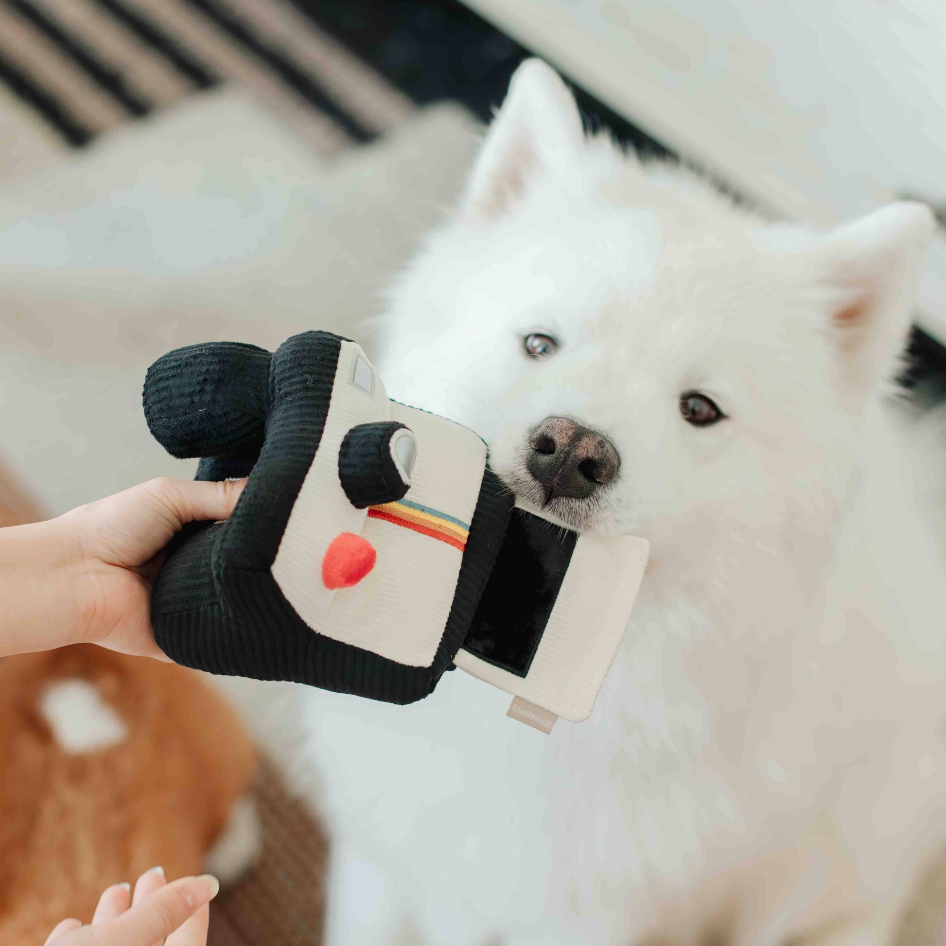Instant Camera dog enrichment toy