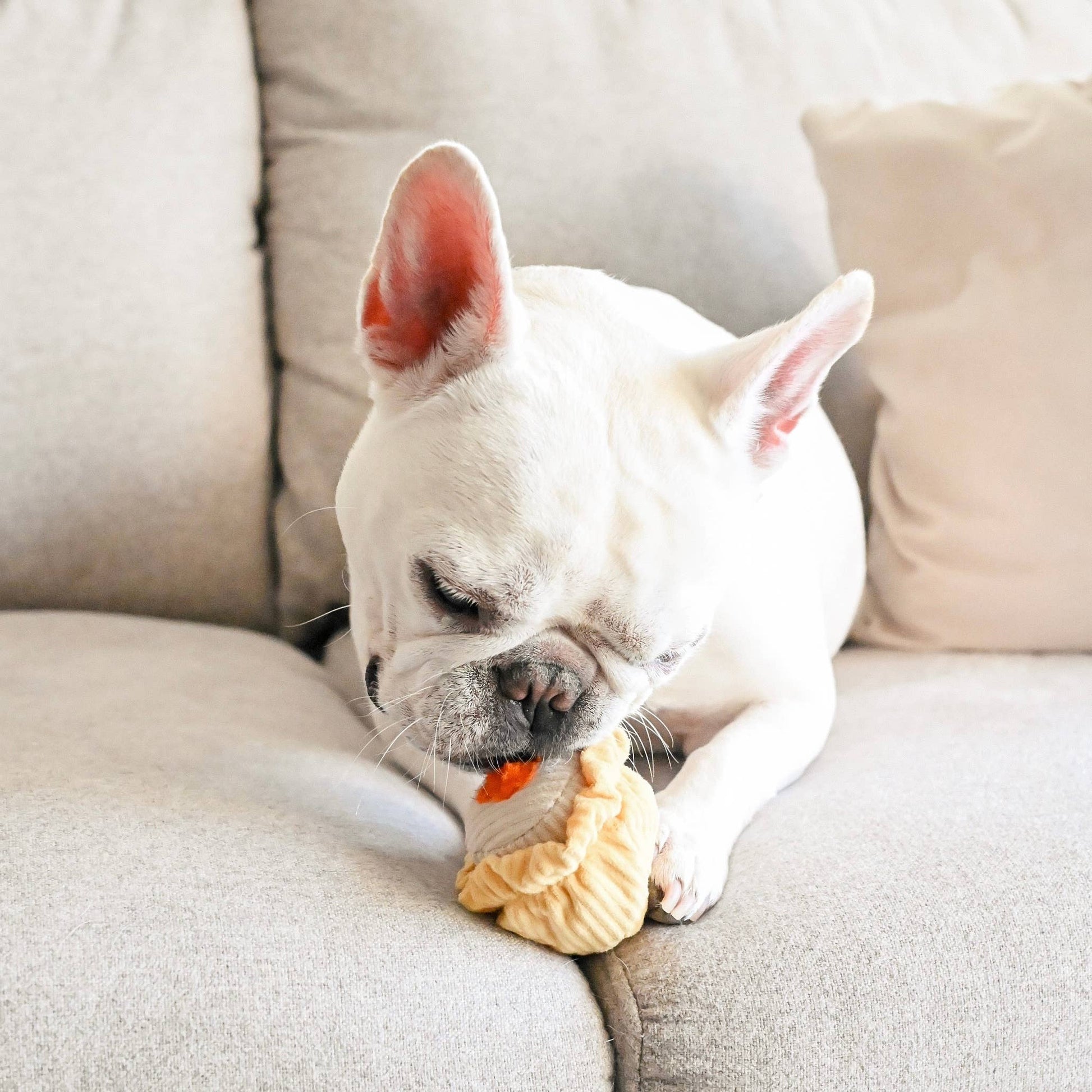 Dim Sum Pop enrichment dog toy