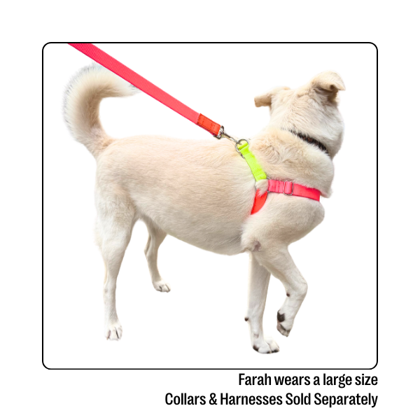 Nylon Colour Block Harness - Pink, Orange & Yellow
