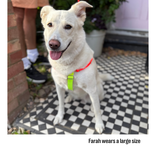 Nylon Colour Block Harness - Pink, Orange & Yellow