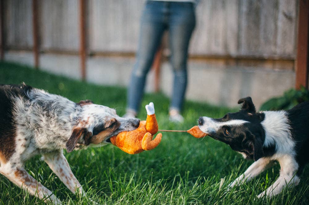 Holiday Classic Holiday Hound Turkey