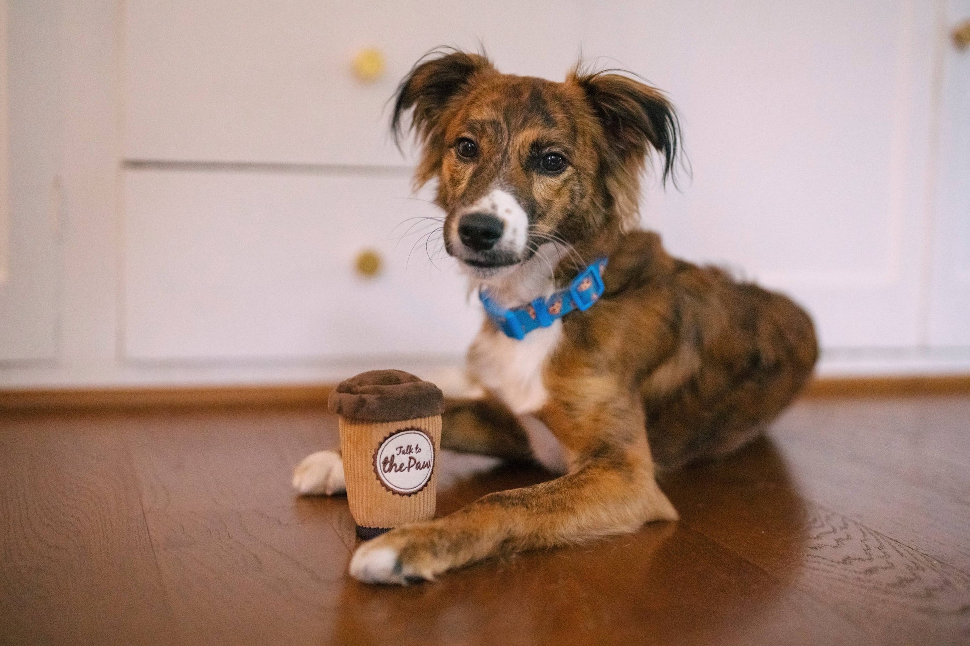 Pup Cup Cafe Doggo's Java