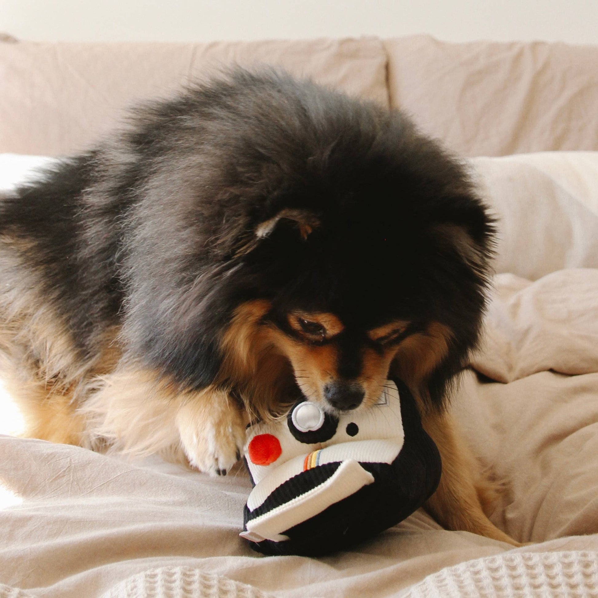 Instant Camera dog enrichment toy