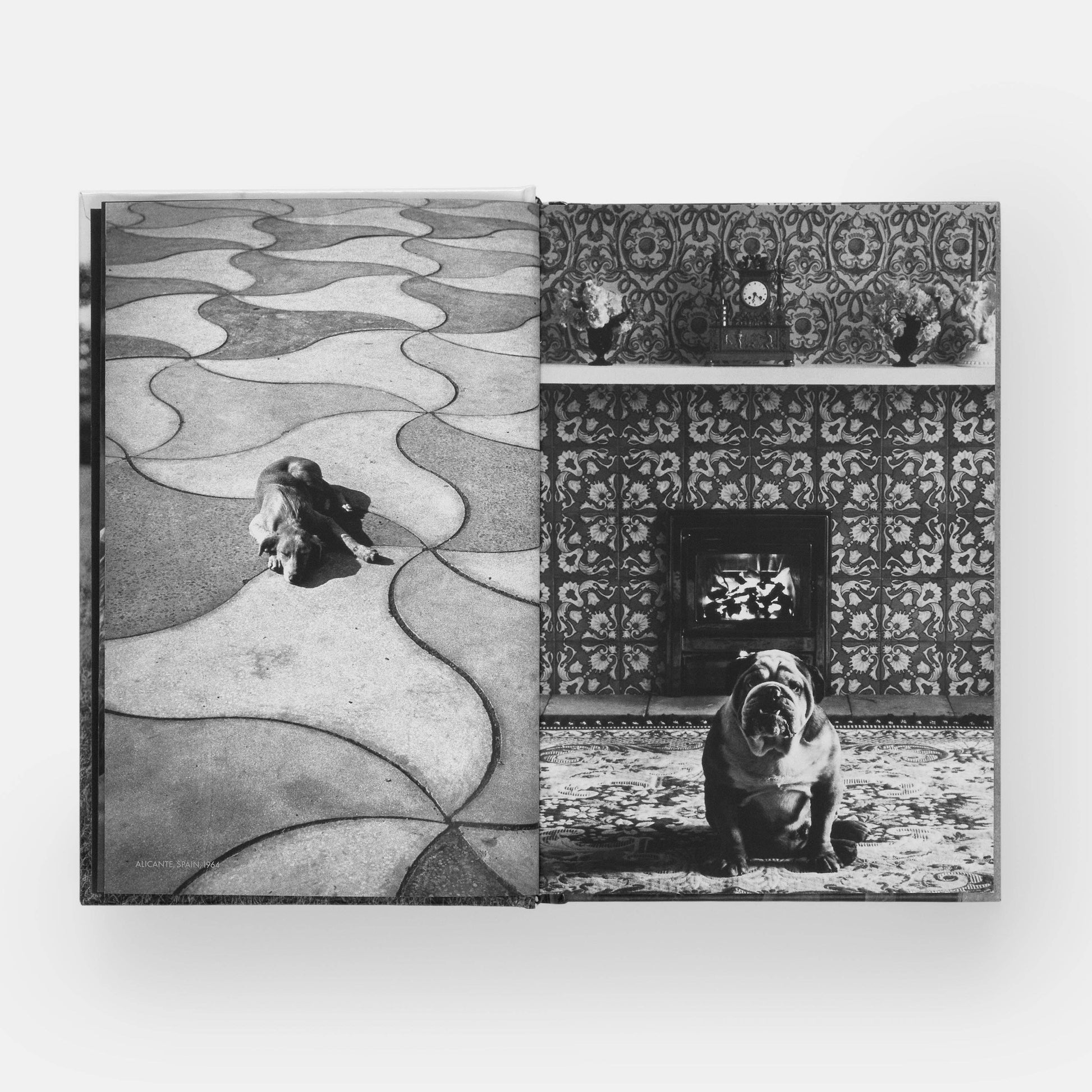 DogsDogs by Elliott Erwitt