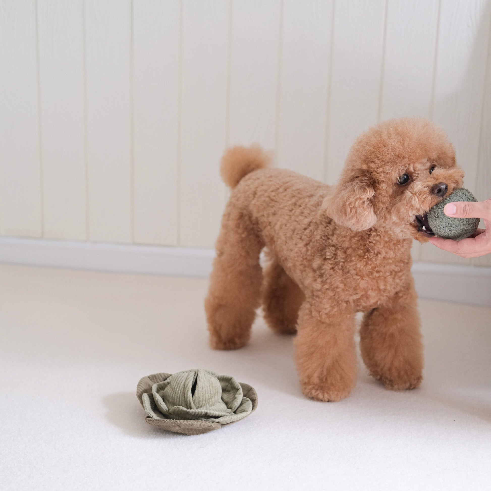 Cabbage Pop enrichment dog toy