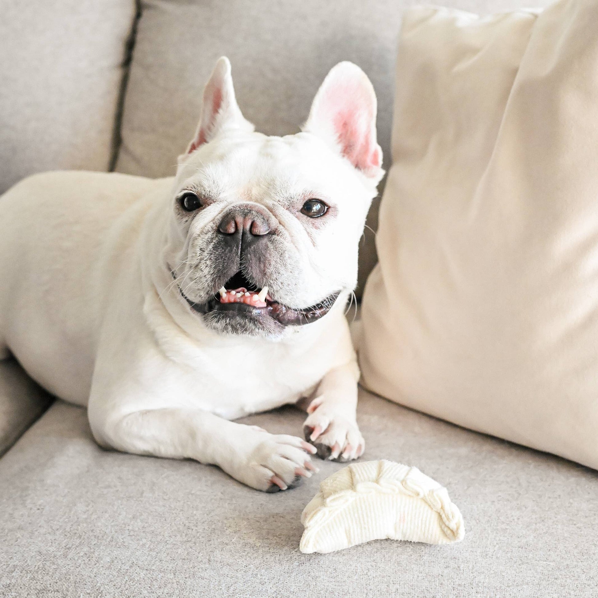 Dim Sum Pop enrichment dog toy