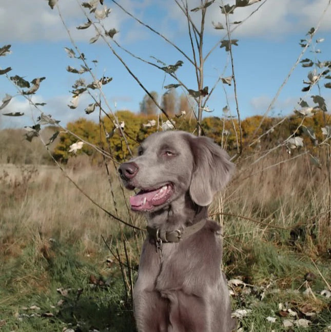 Bentley Olive & Khaki Colour Block Collar
