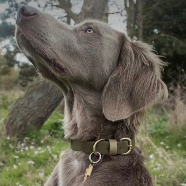 Bentley Olive & Khaki Colour Block Collar