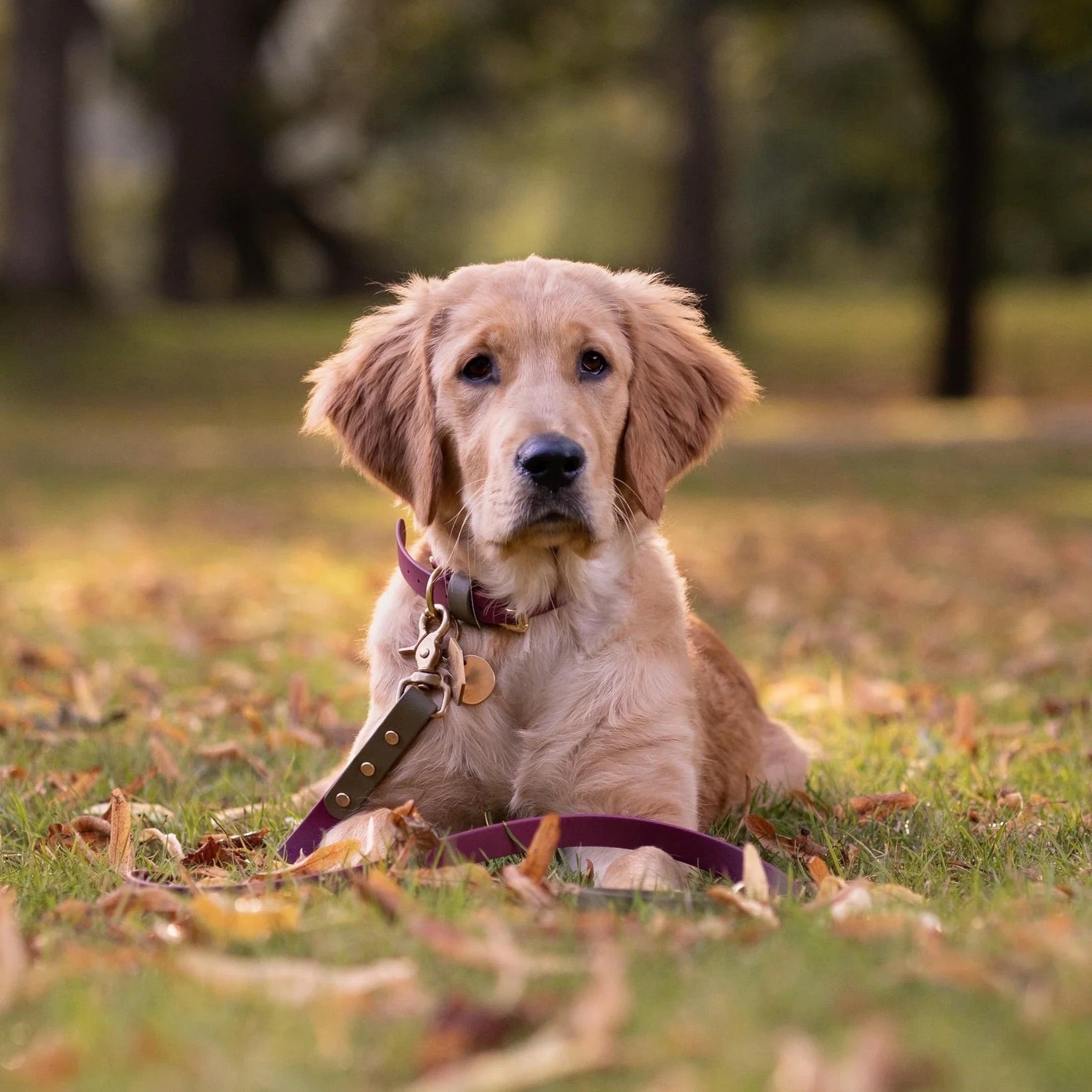 Dottie Wine & Olive Colour Block Lead
