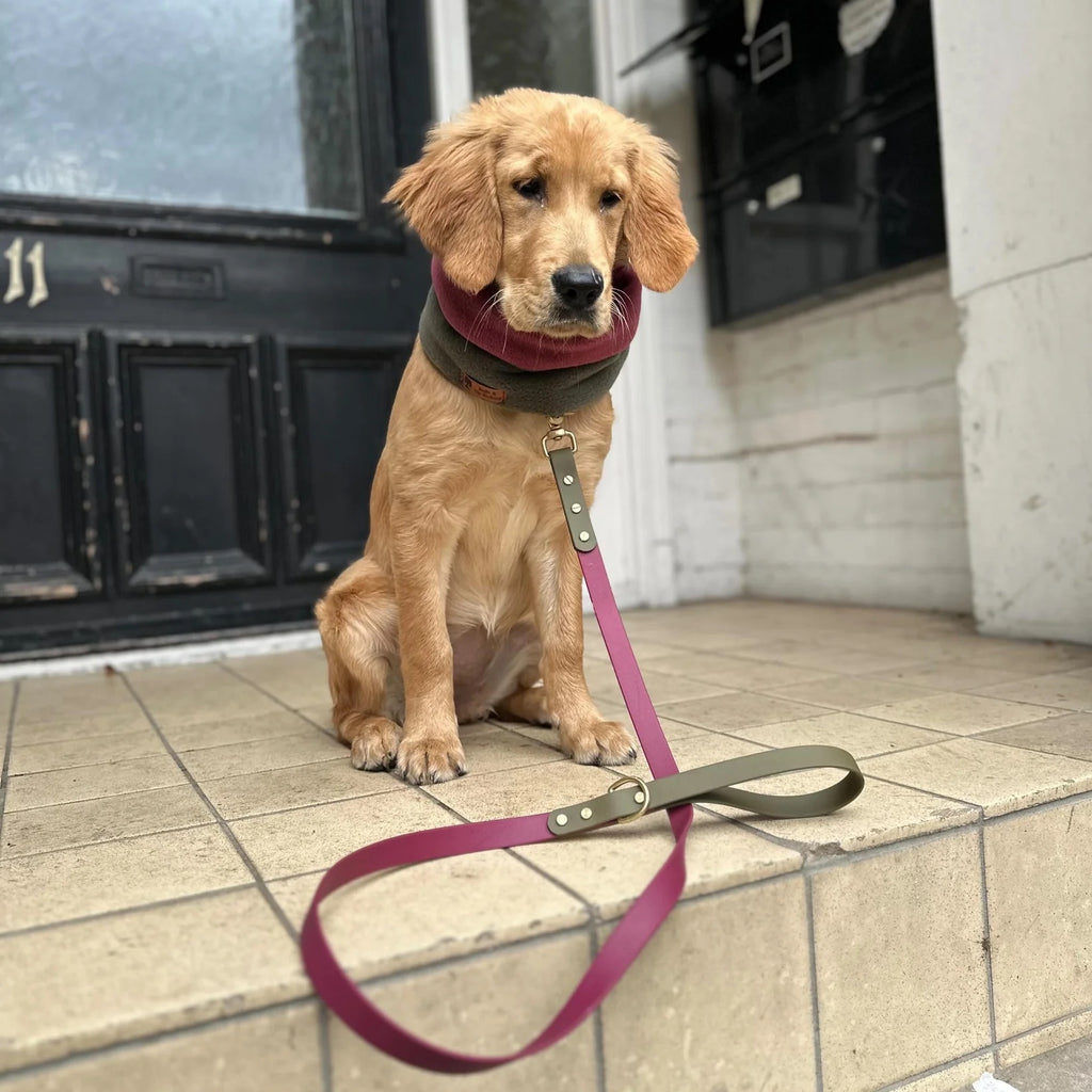 Dottie Wine & Olive Colour Block Collar