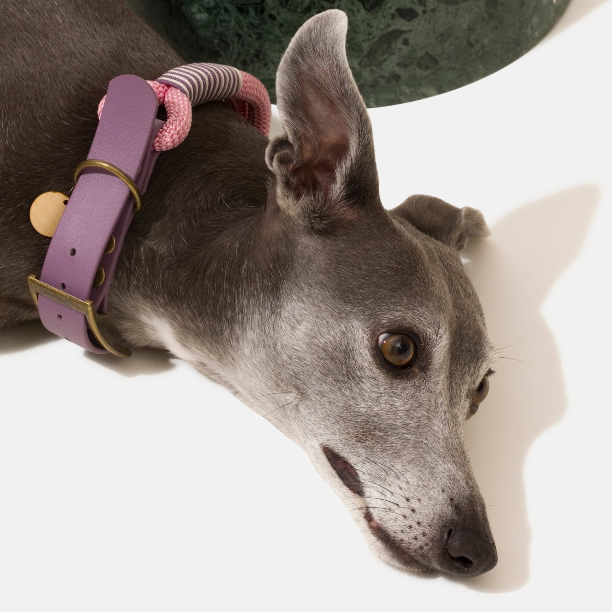 Kitsuné Dog Collar In Bi-Material Biothane and Paracord