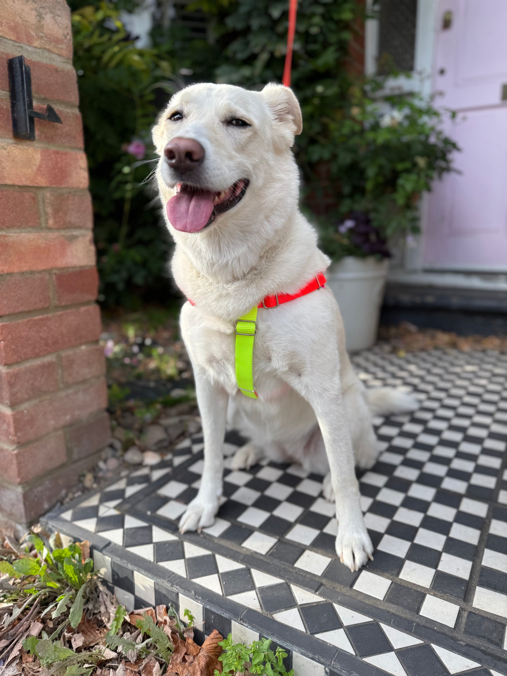 Nylon Colour Block Harness - Pink, Orange & Yellow
