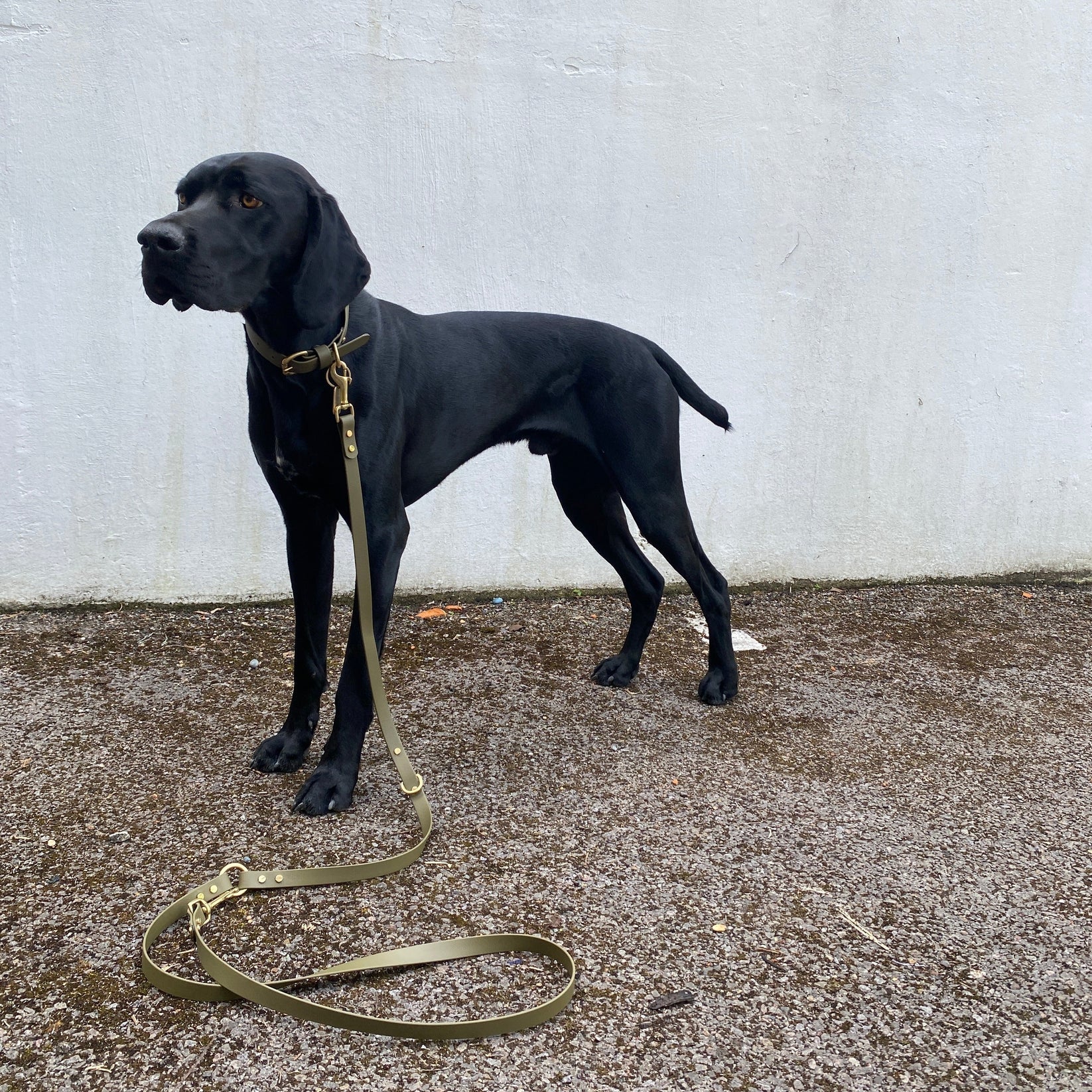 Loki Multiway Dog Lead in Khaki & Brown