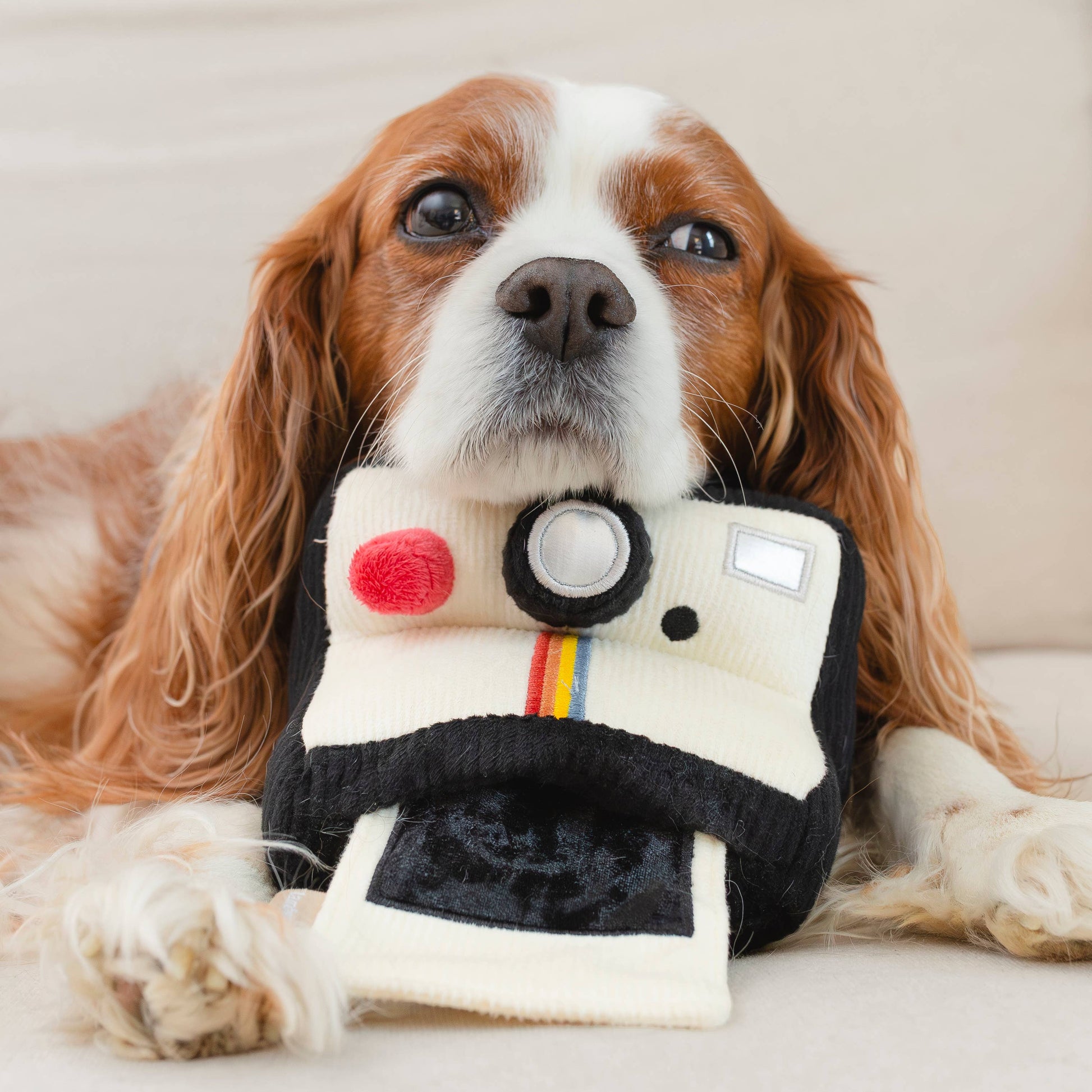 Instant Camera dog enrichment toy