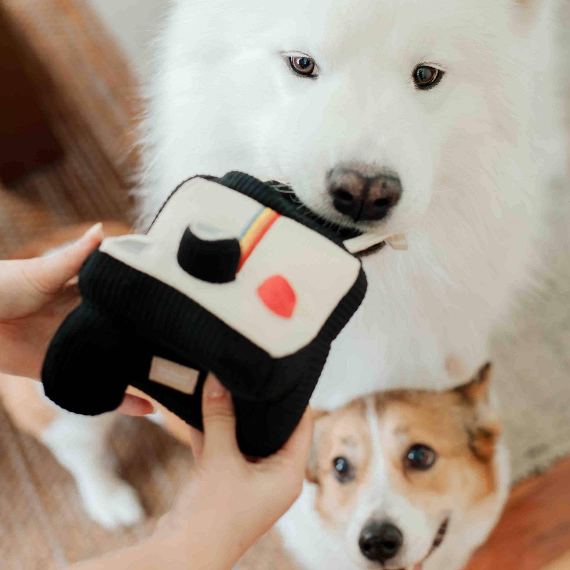 Instant Camera dog enrichment toy