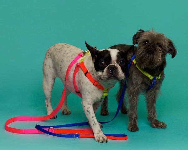 Nylon Colour Block Harness - Pink, Orange & Yellow