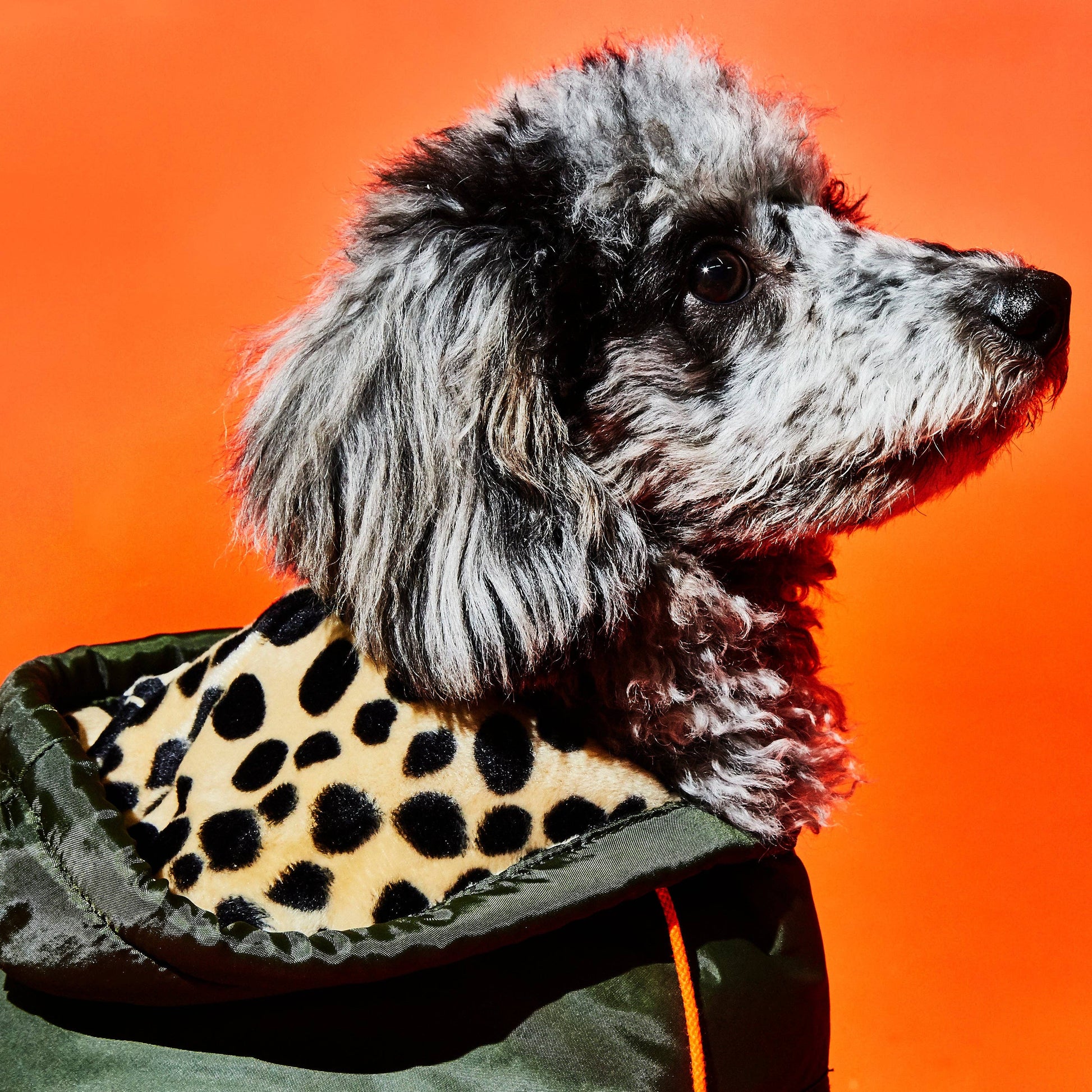 Olive & Animal Print Trim Puffer Jacket
