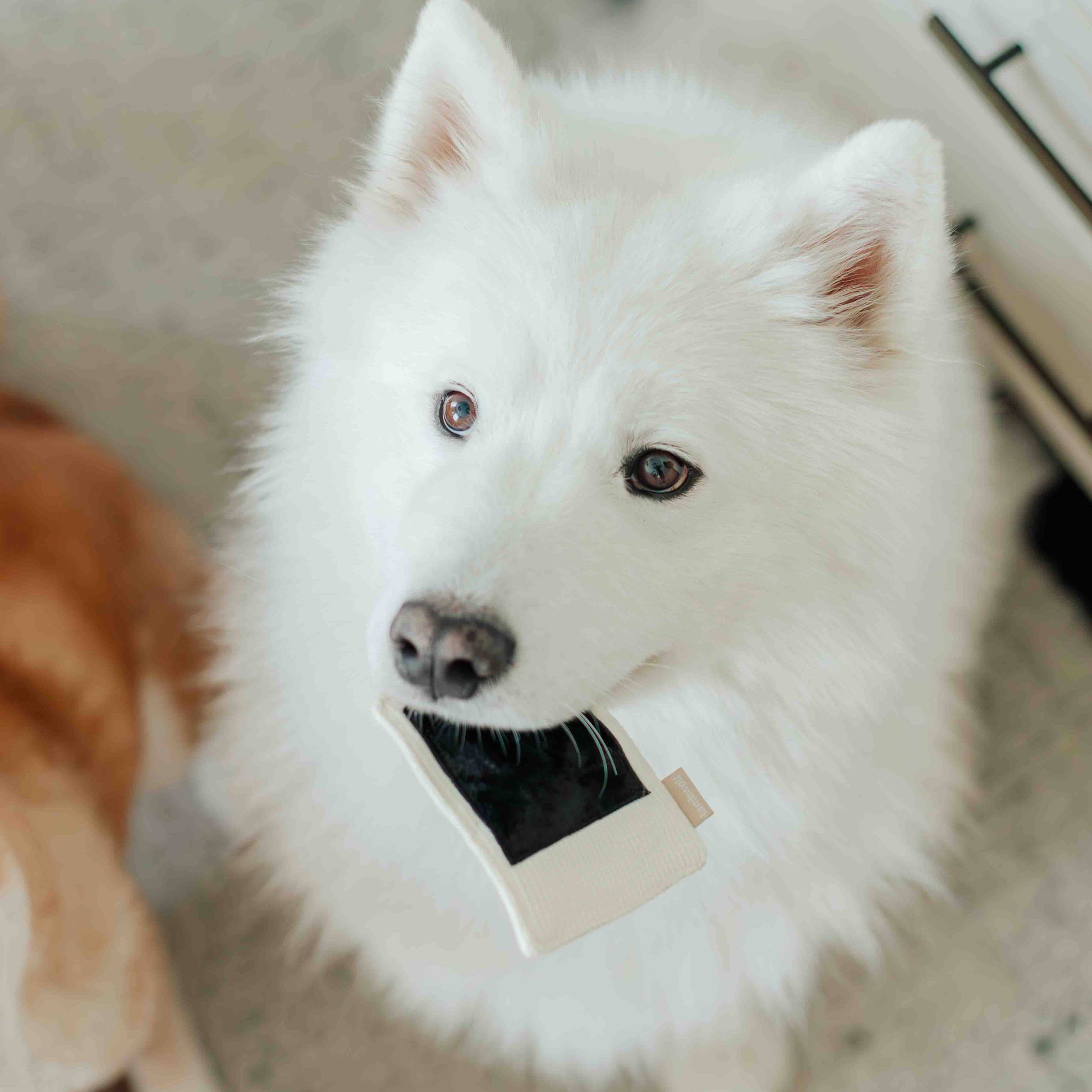 Instant Camera dog enrichment toy