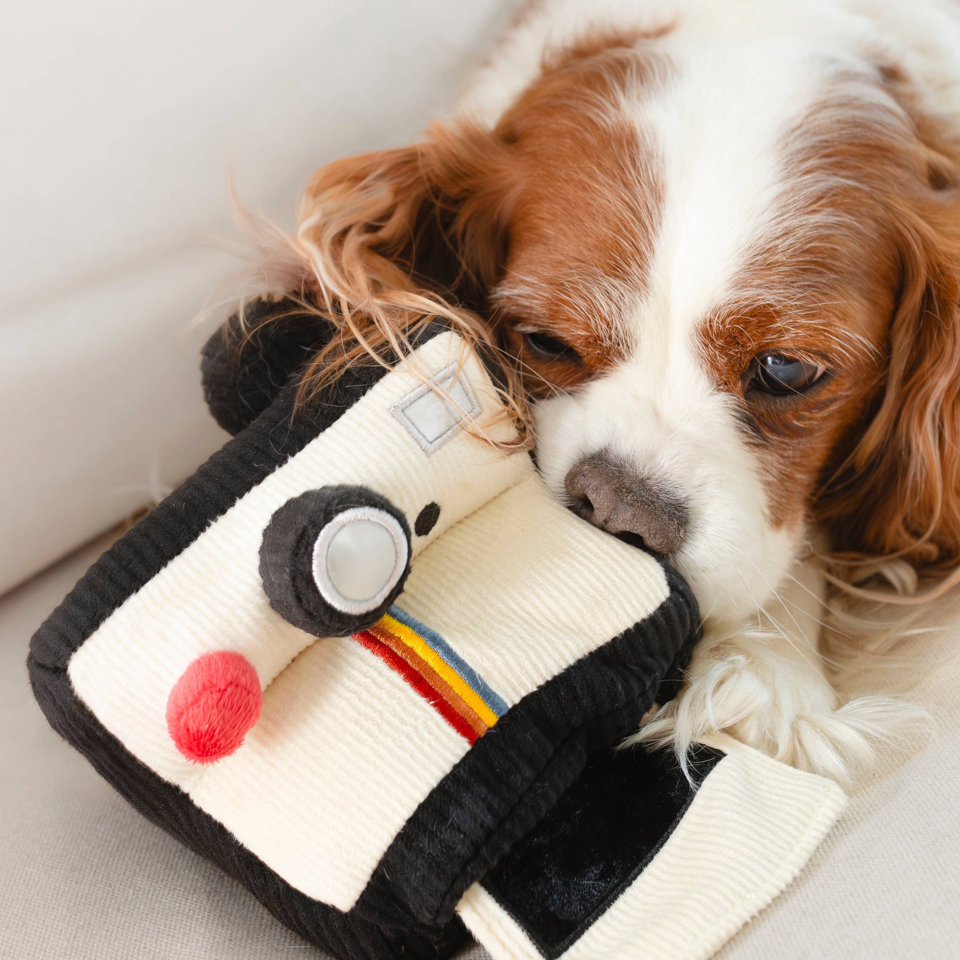Instant Camera dog enrichment toy
