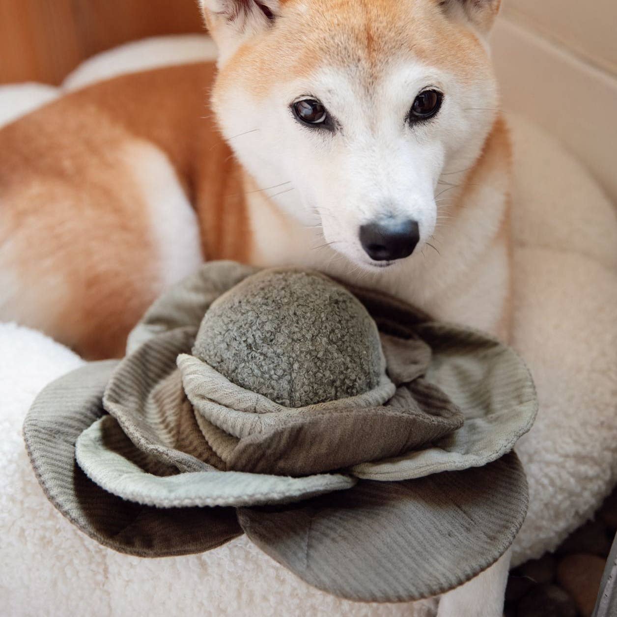 Cabbage Pop enrichment dog toy