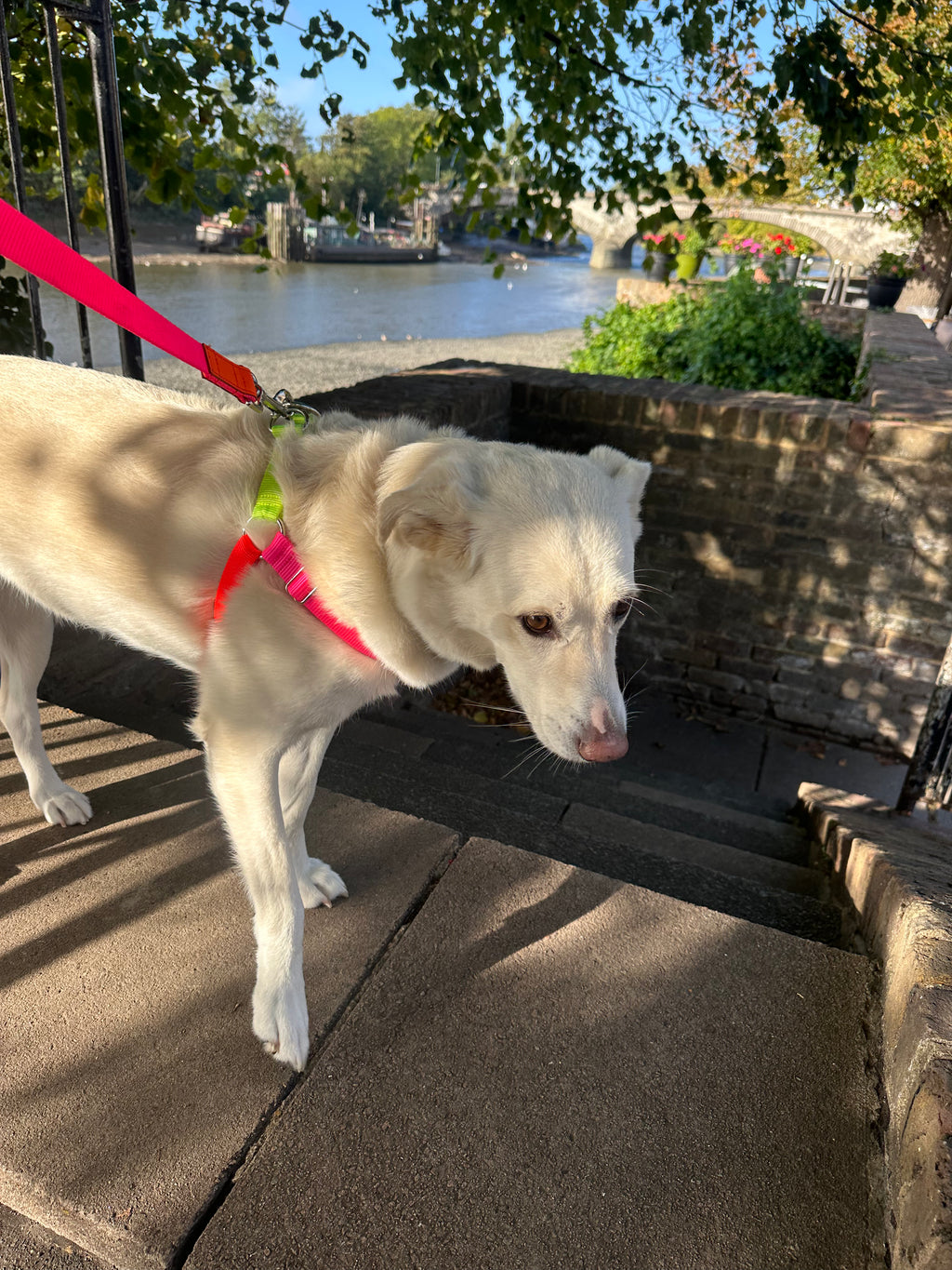 Nylon Colour Block Harness - Pink, Orange & Yellow