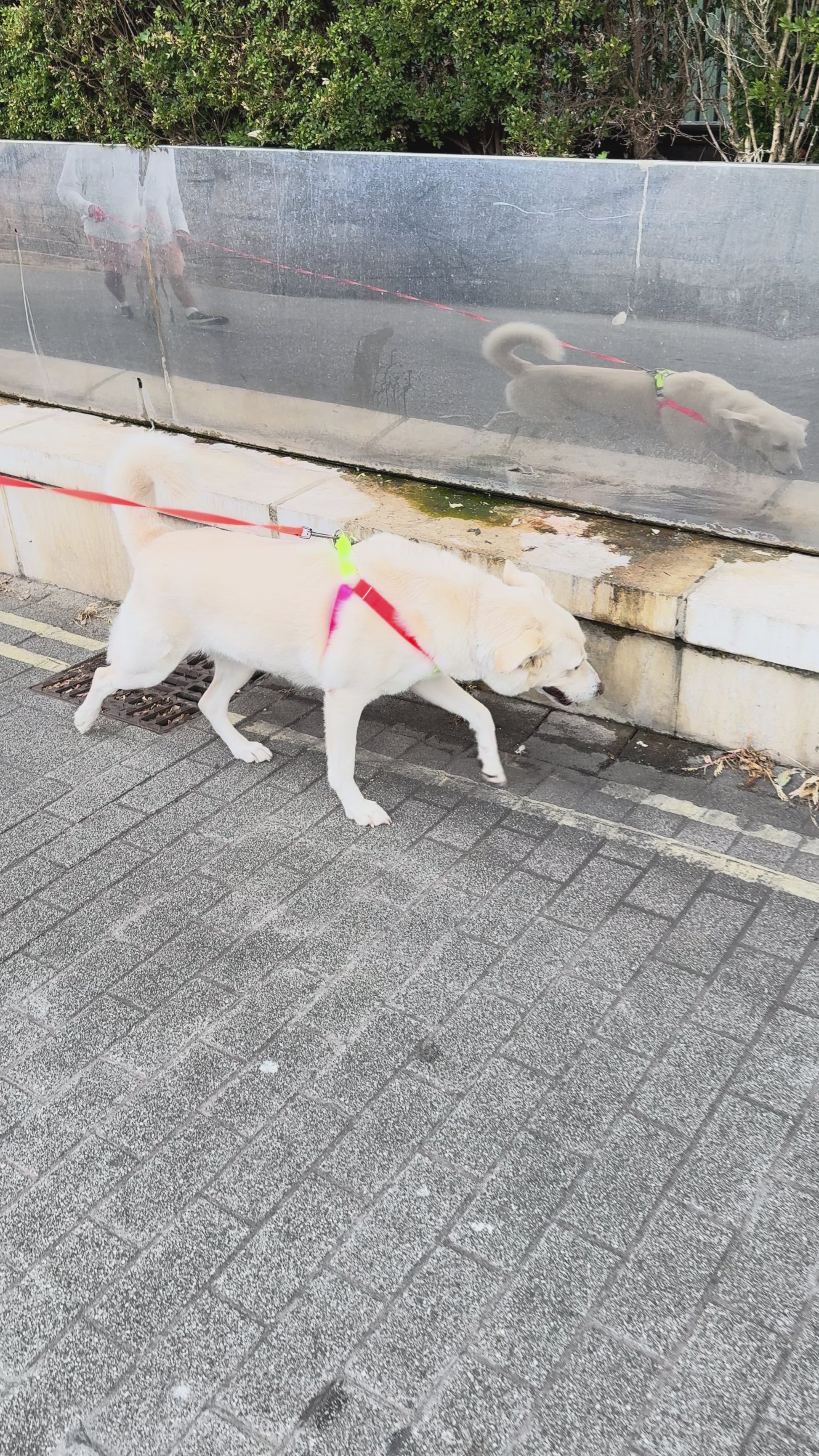 Farah walking with harness