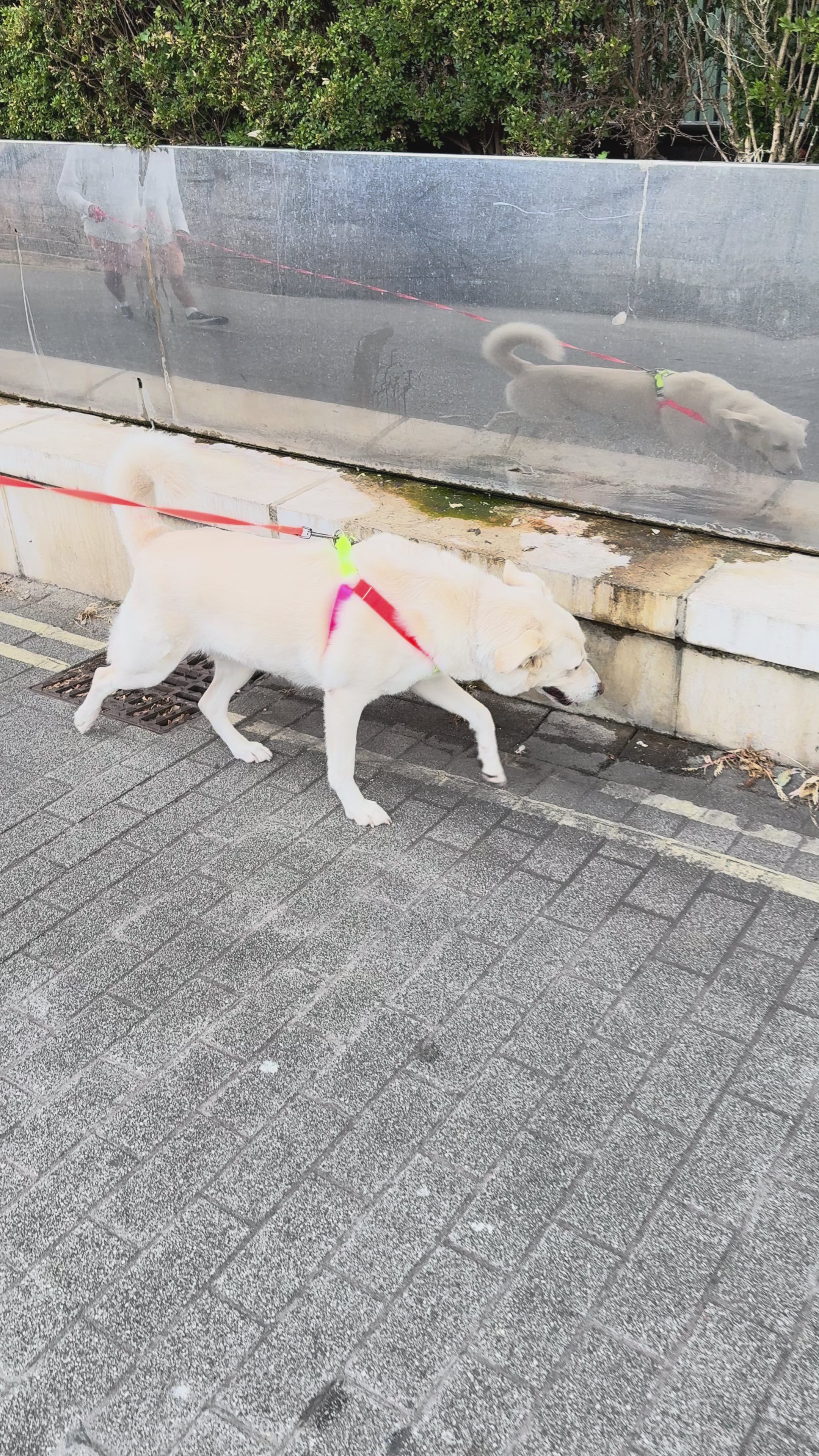 Farah walking with harness